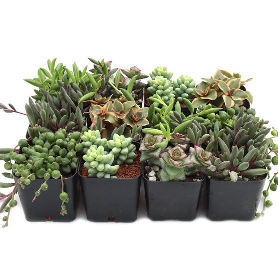 Trailing & Strings Succulent Pack (6-24 Plants, 2" Pots)