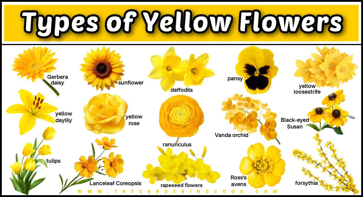 A collage of 15 yellow flower pictures with a text overlay in a yellow box at the top that says types of yellow flowers. Each of the yellow flowers has its name in black text beside it.