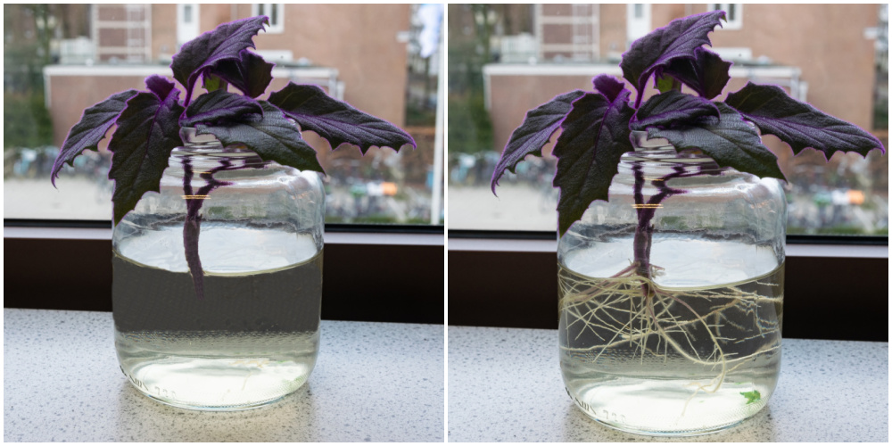 Water rooting purple passion plant cuttings on a windowsill.