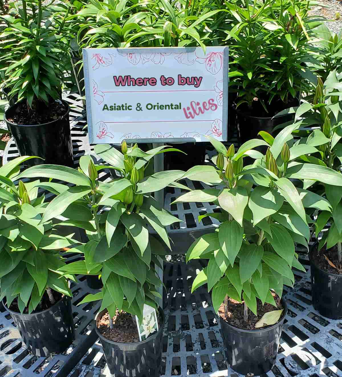 Pictures of Asiatic and Oriental lilies at a garden center with words reading Where to buy Asiatic and Oriental Lilies.