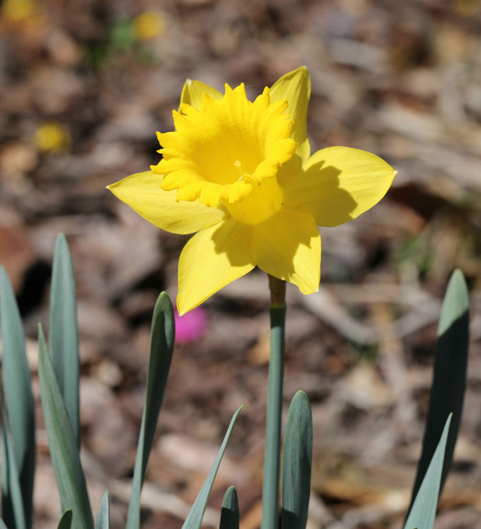 A close up shot of a yellow daffodil, with a few visible leaves against a mulched background.