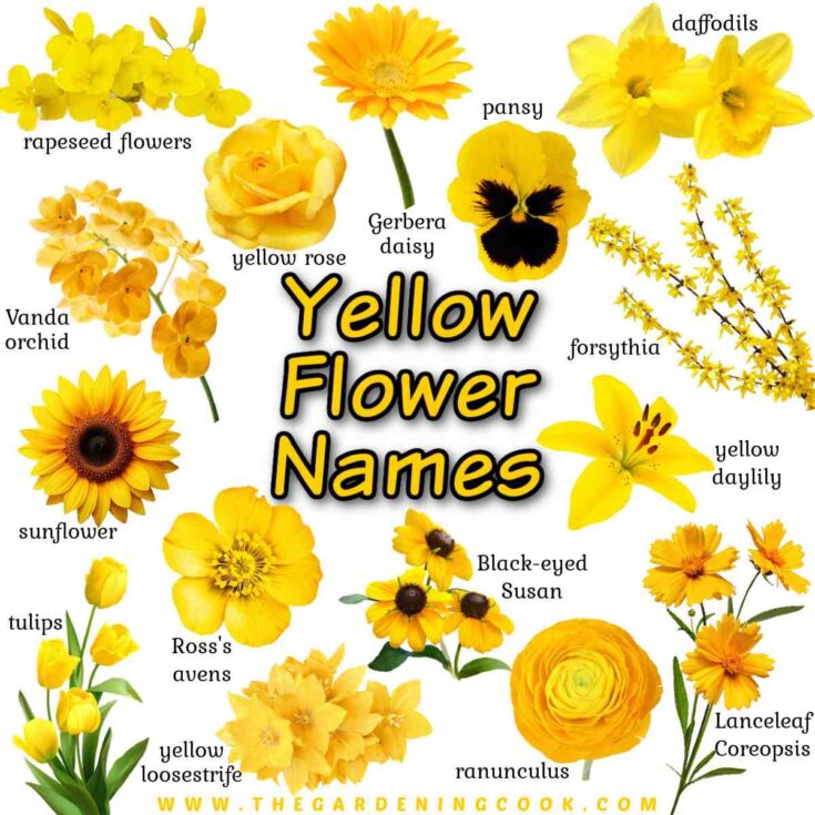 Yellow text with a black outline that says yellow flower names, surrounded by a collage of 15 popular yellow flowers pictures, each one with black text that says its name beside it.