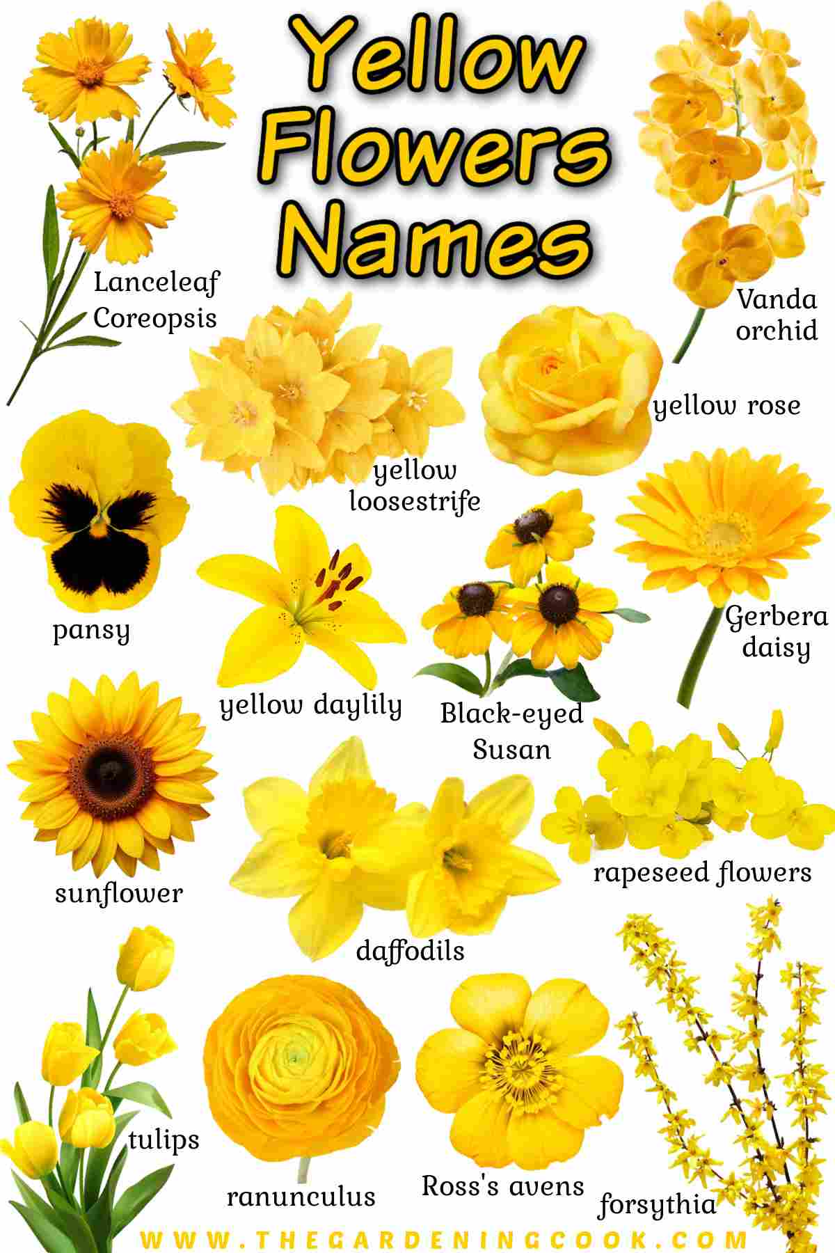 Text at the top of the image that says yellow flowers names, with 15 popular yellow flowers with names in black text below it.
