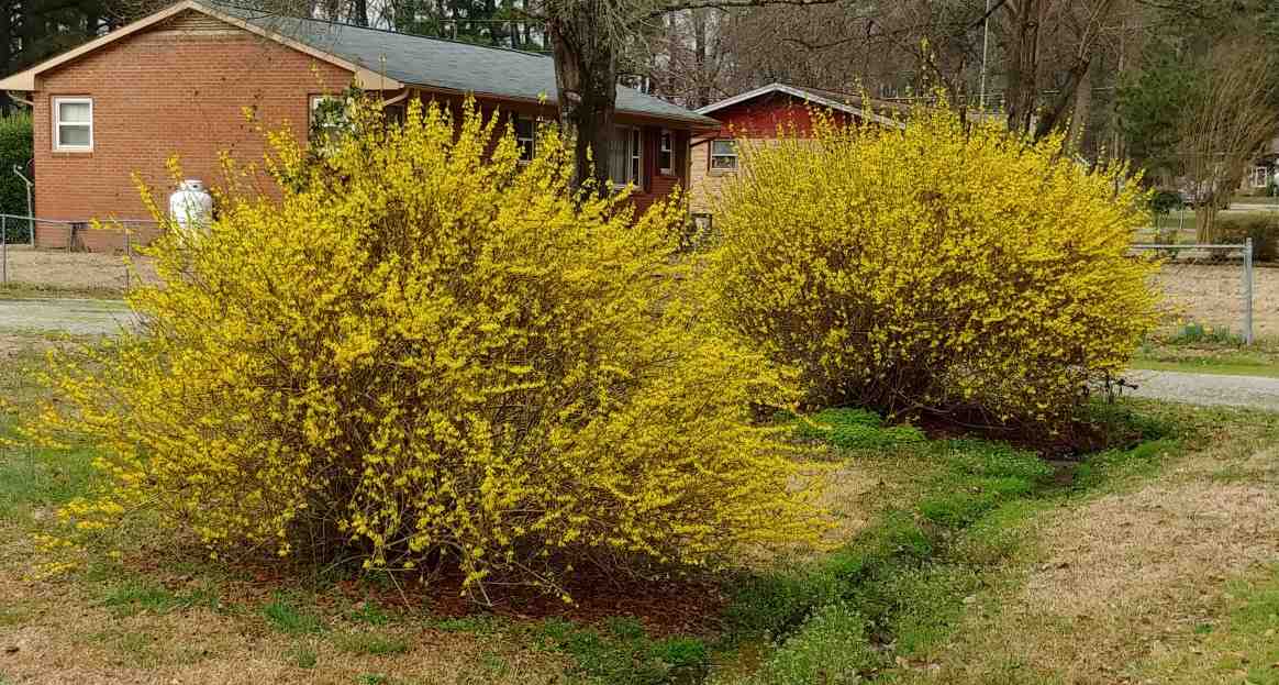 Two yellow forsythia bushes in a front yard, with a brick house visible behind them.