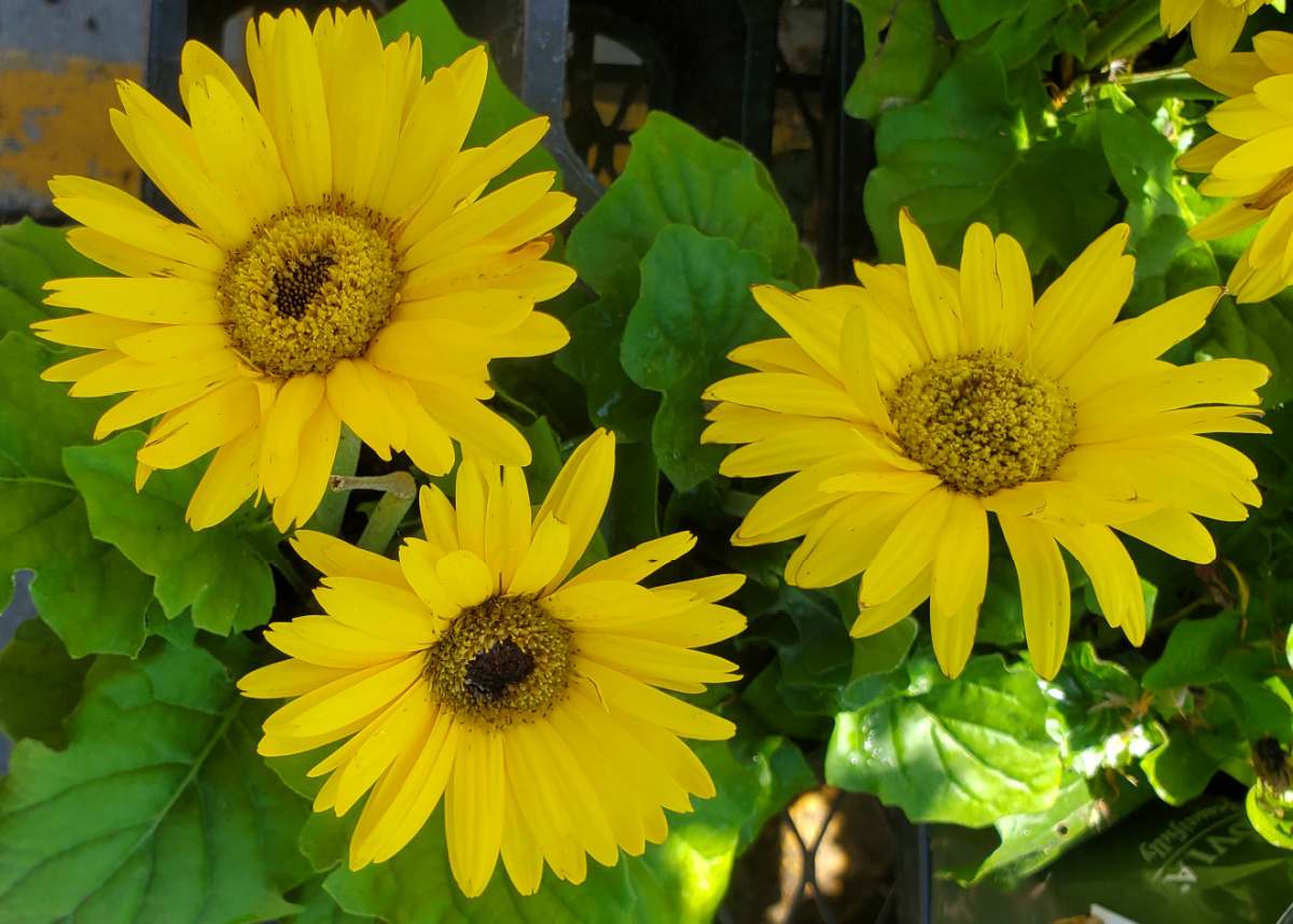 A close up shot of three yellow Gerbera daisy flowers and their foliage.