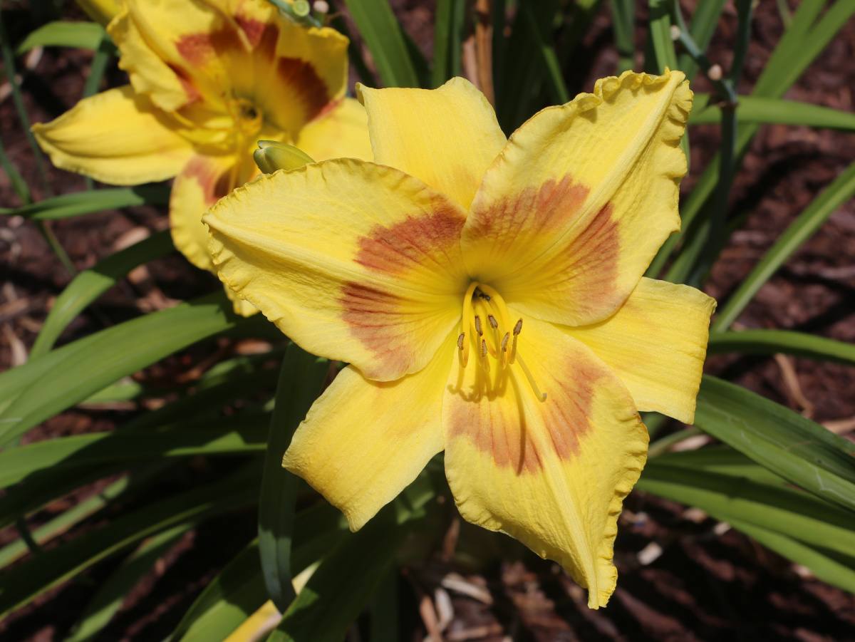 A close up shot of a blooming King George daylily in a garden that has mulch on the ground.