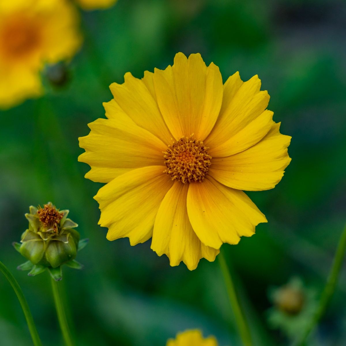 A close up shot of yellow lanceleaf coreopsis flower with the background blurred green.