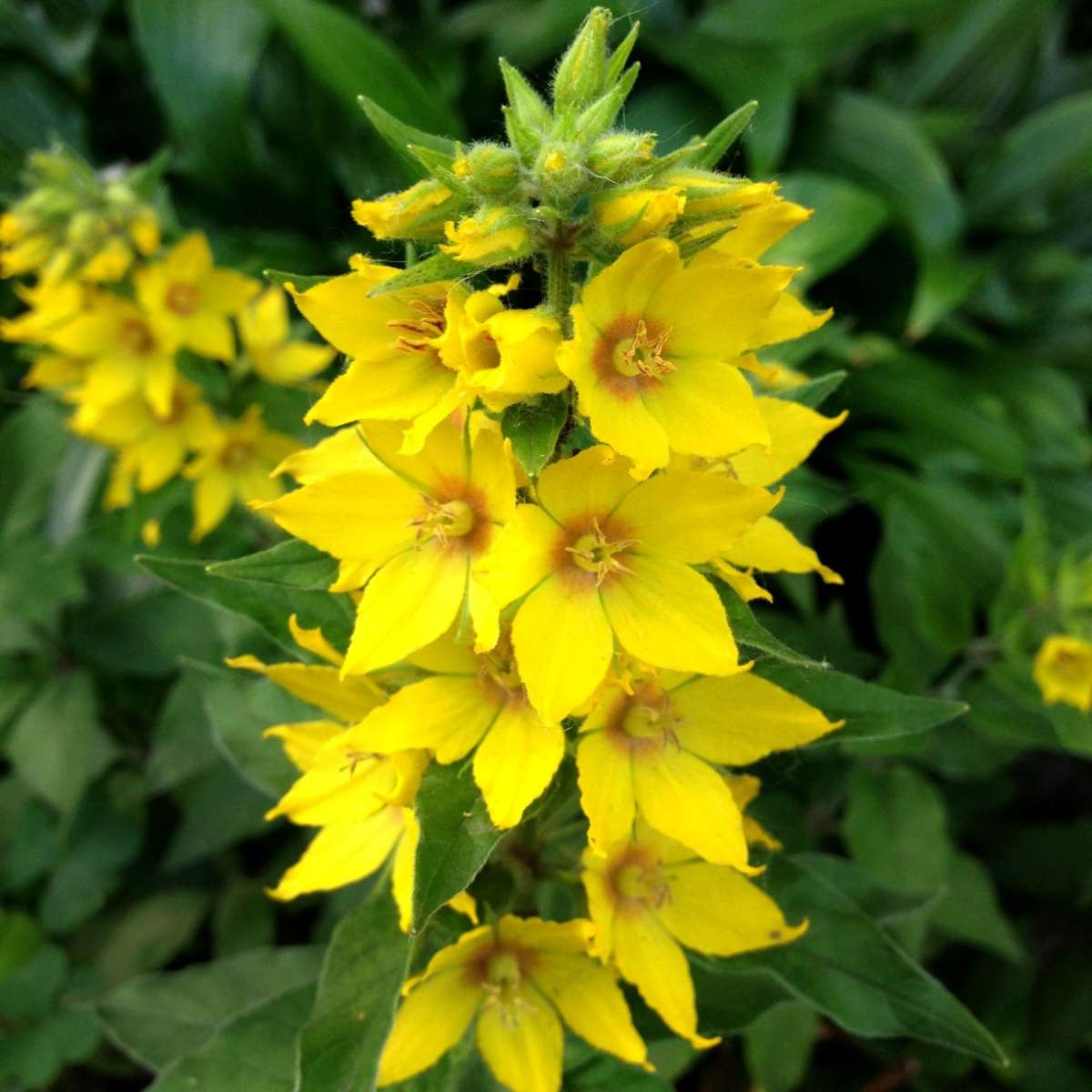 A close up shot of a stalk of yellow loosestrife flowers with foliage and additional yellow flowers in the background.