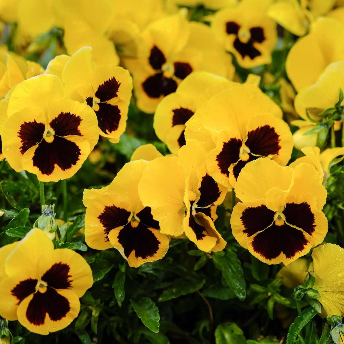 A close up shot of a clump of yellow pansies with black centers.