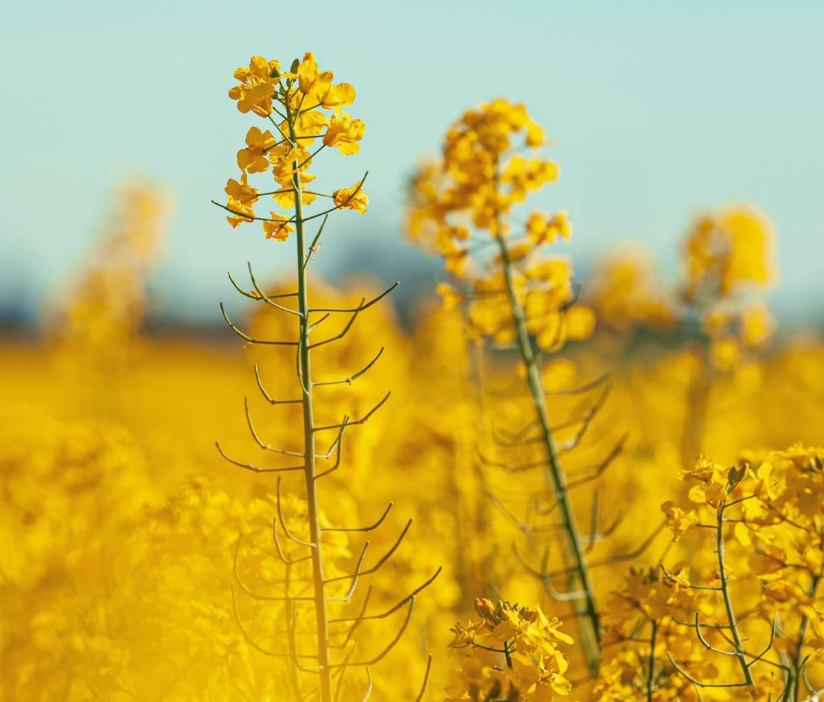 A close up shot of yellow rapeseed flowers, with more of the yellow flowers and a blue sky in the background.