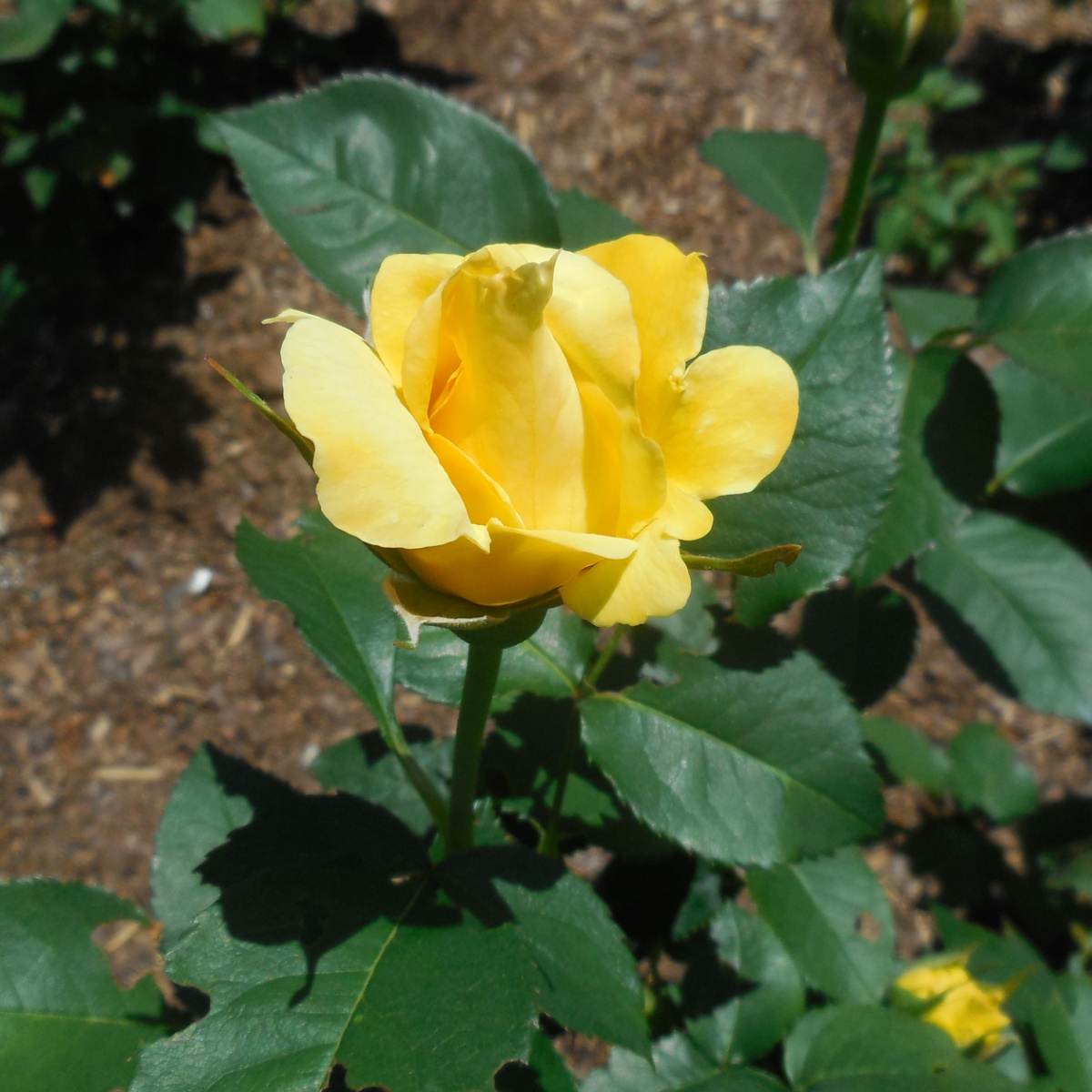 A close up shot of a yellow rose with deep green leaves, in a garden that is covered with mulch.