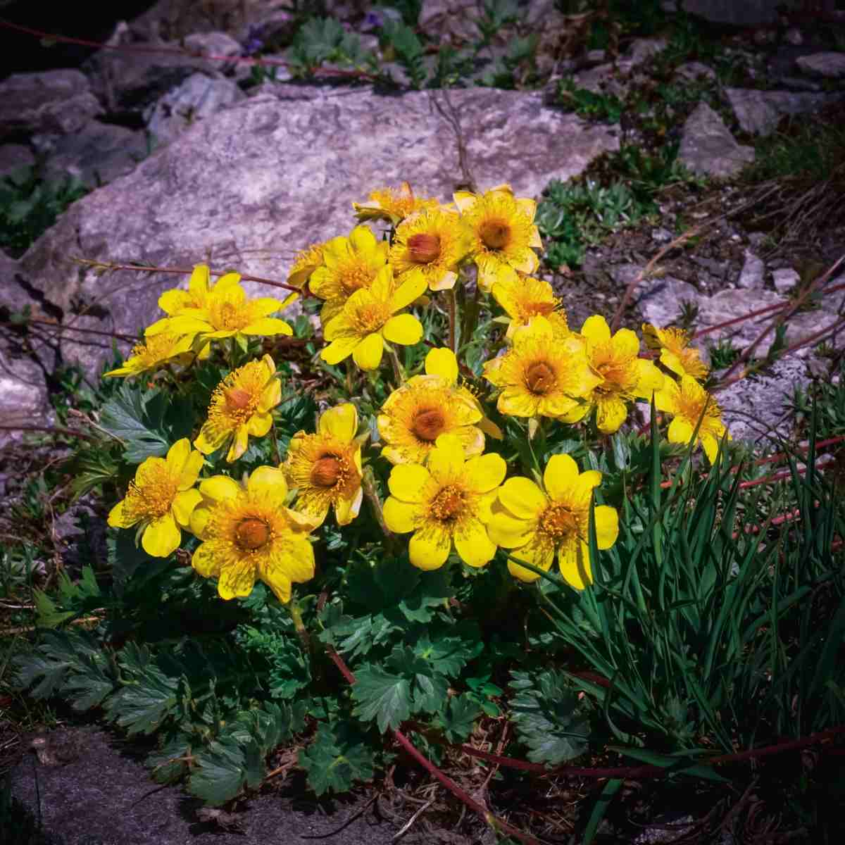 A clump of yellow Ross' avens flowers growing beside a grey rock.