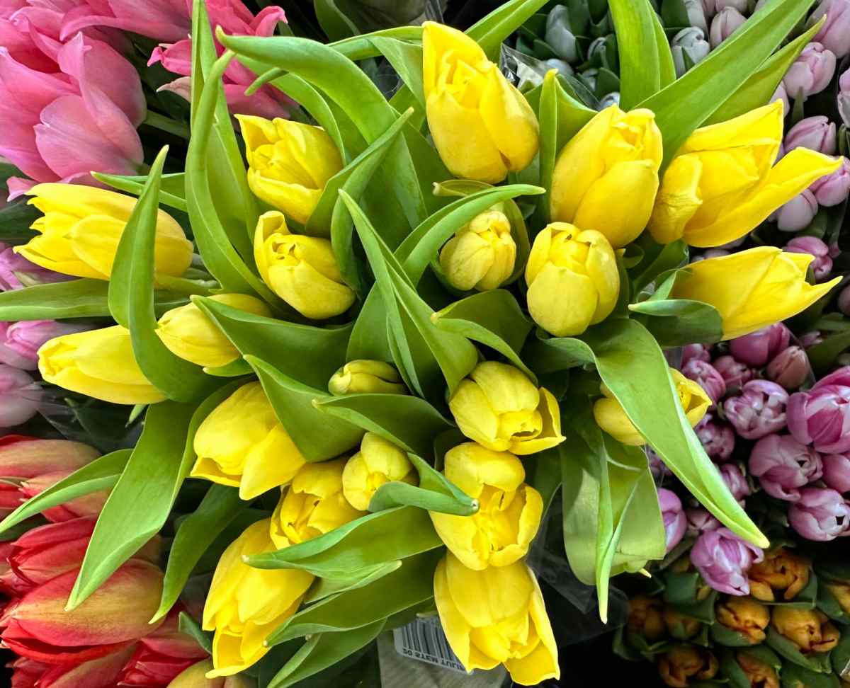 A bunch of yellow tulips with their leaves. You can see some other colors of tulips in the background of the image.