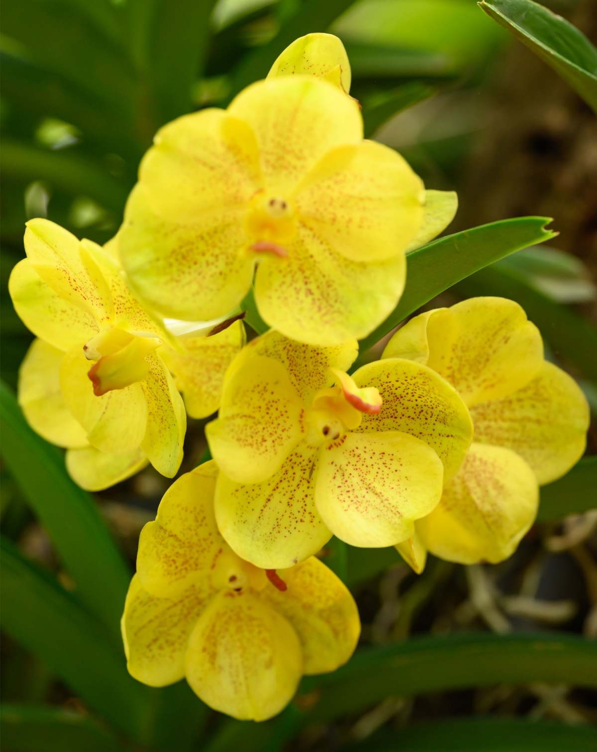 A close up shot of a yellow vanda orchid with leaves and mulch out of focus in the background.