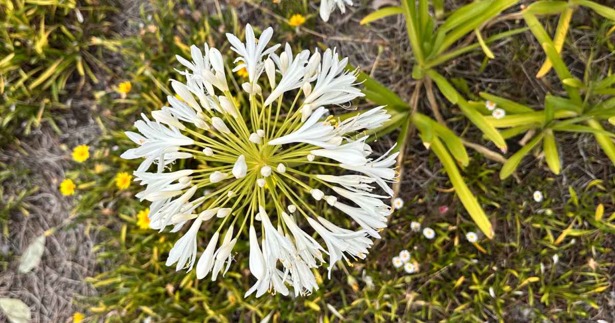 An overhead shot of a white African Lily (Apaganthus africanus), showing both the white flowers and leaves of this plant.