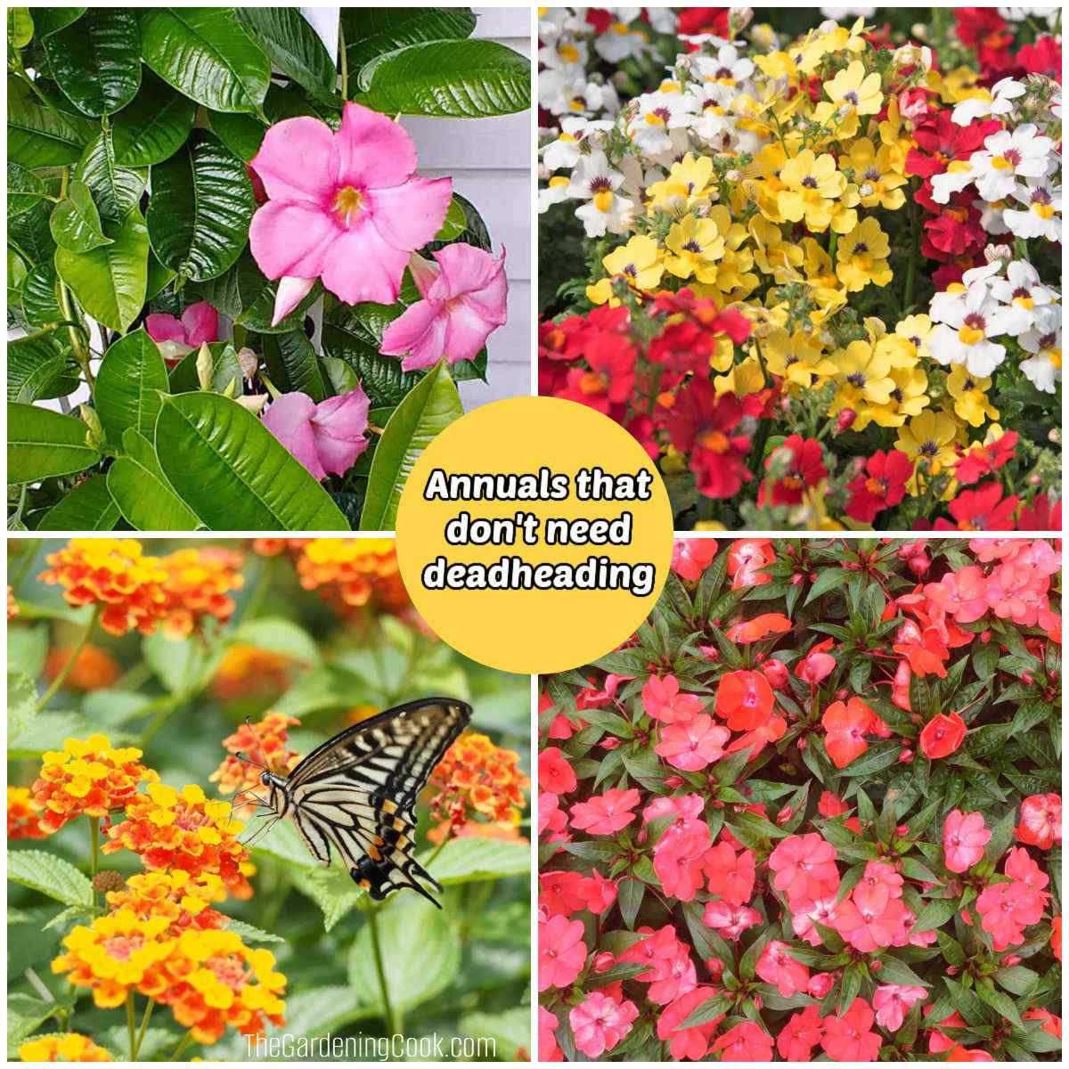 Mandelvilla, nemesia, lantant and impatiens flowers in a collage with yellow text block that reads Annuals that don't need deadheading.