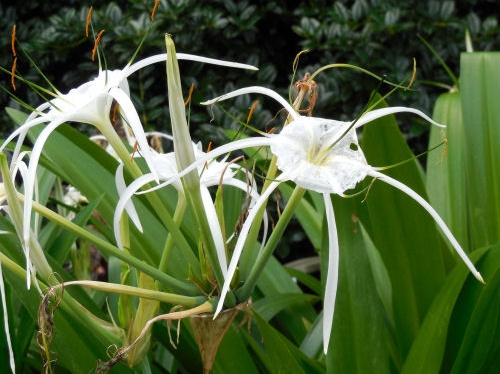 A close up shot of a Peruvian Daffodil (Hymenocallis 'Tropical Giant') where you can see three of this plant's white flowers and some of the foliage.