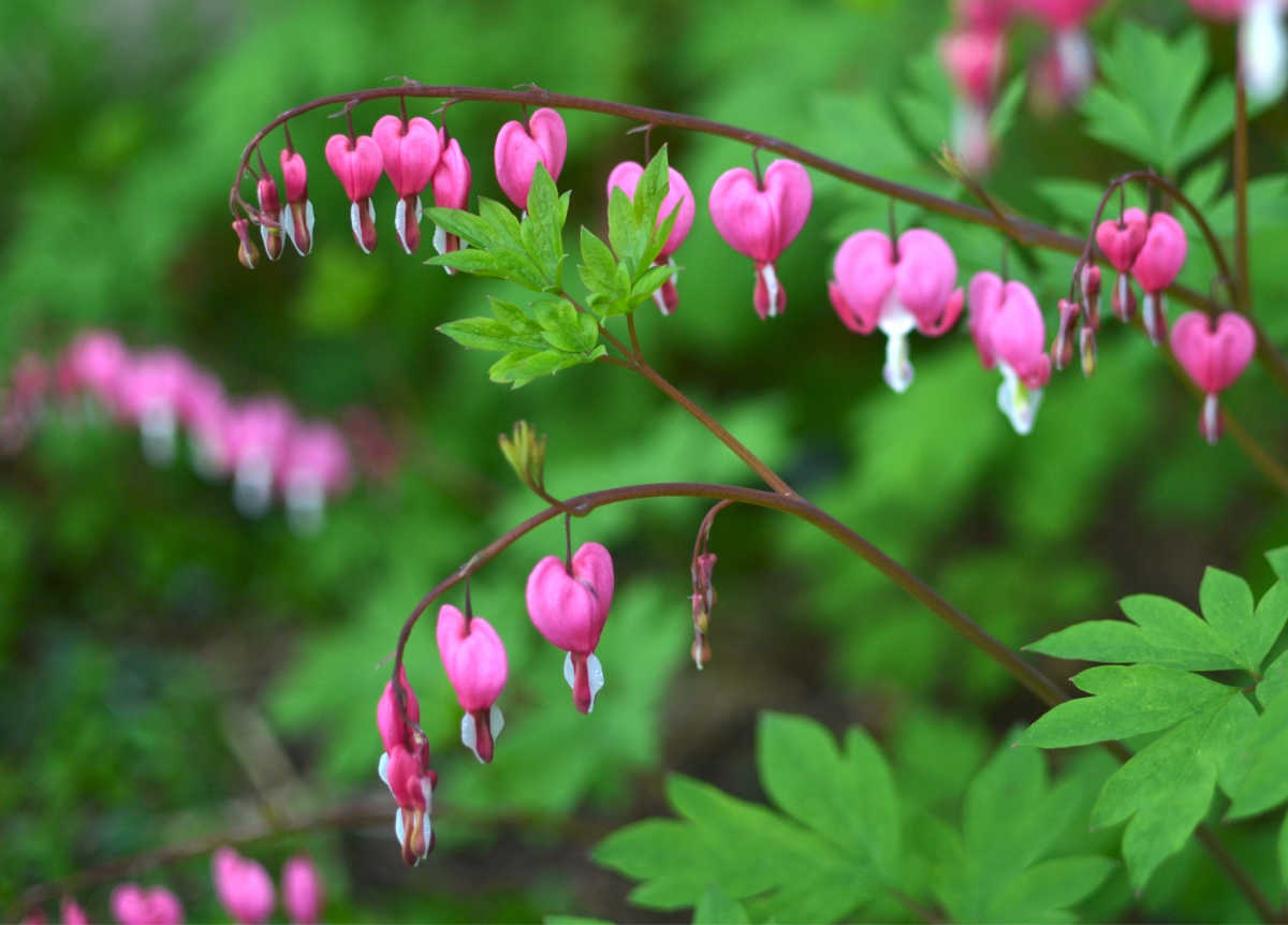 A bleeding heart plant in full flower.
