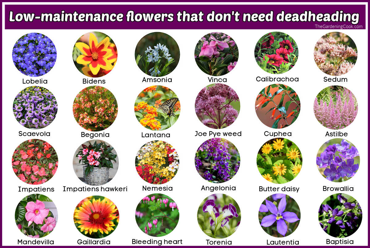 Rows of circles with pictures of flowers. Purple text box reads Low Maintenance flowers that don't need deadheading.