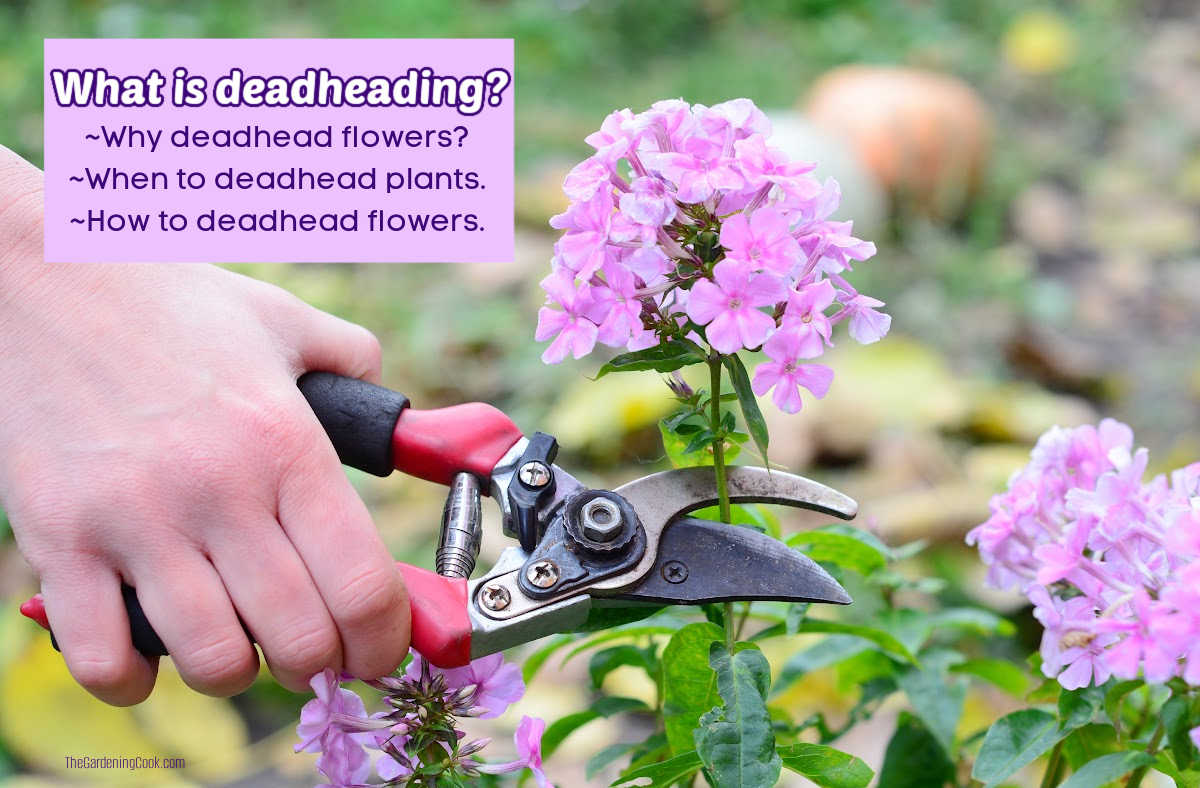 A woman with garden shears, pruning a pink flower from a plant. Pink text box reads What is deadheading? Why deadhead flowers, when to deadhead plants, how to deadhead flowers.