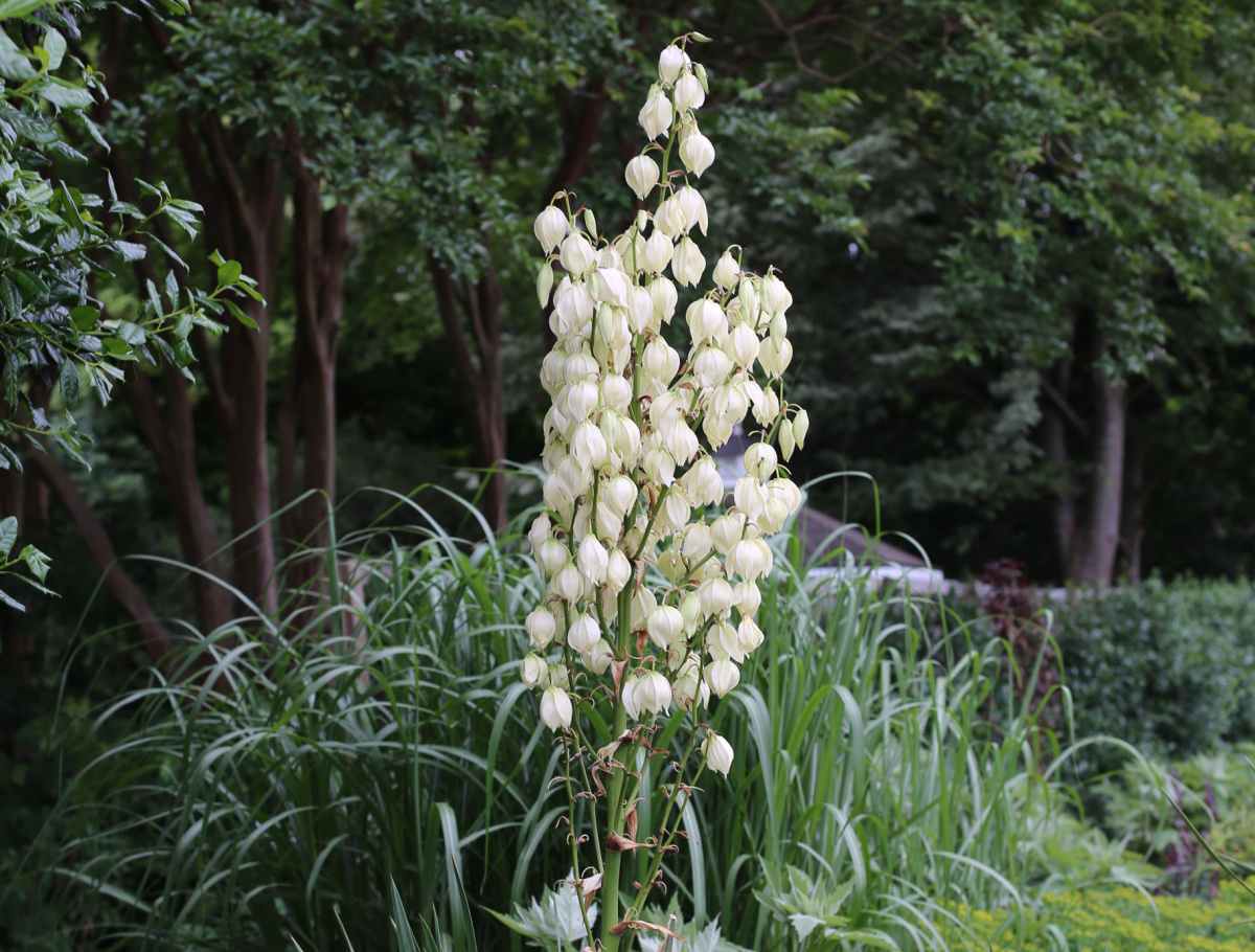 A photo of an Adam's needle (Yucca filamentosa) plant in a garden. The image is cropped so all of the bell shaped white flowers are showing, but not all of the leaves are visible.