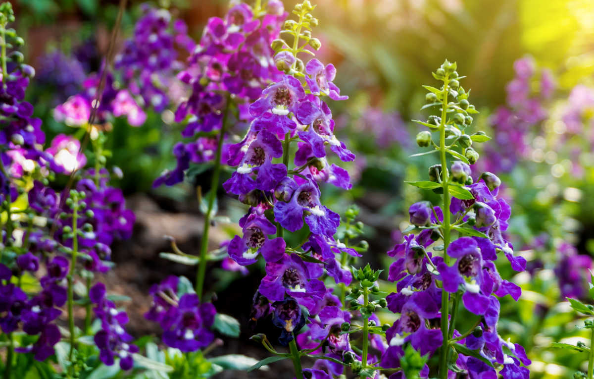 A close up for angelonia in a field. The flowers don't need to be deadheaded.