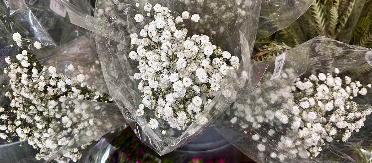 Three bunches of baby's breath (Gypsophila paniculata) wrapped in plastic, sitting in a flower bucket in a grocery store.