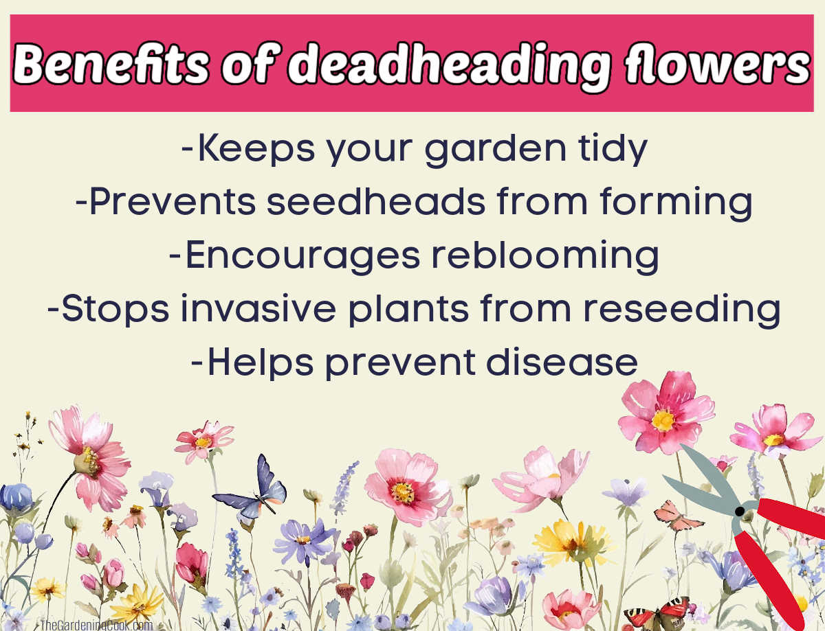 A yellow graphic with pink text box. Box reads The Benefits of deadheading flowers. Under this is a list of five benefits of the practice.