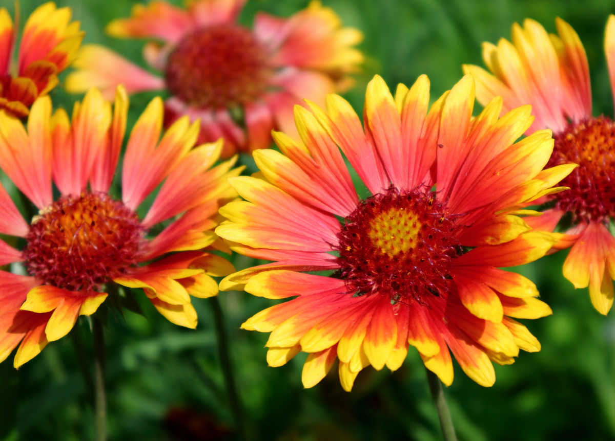 A close up of gaillardia flowers.