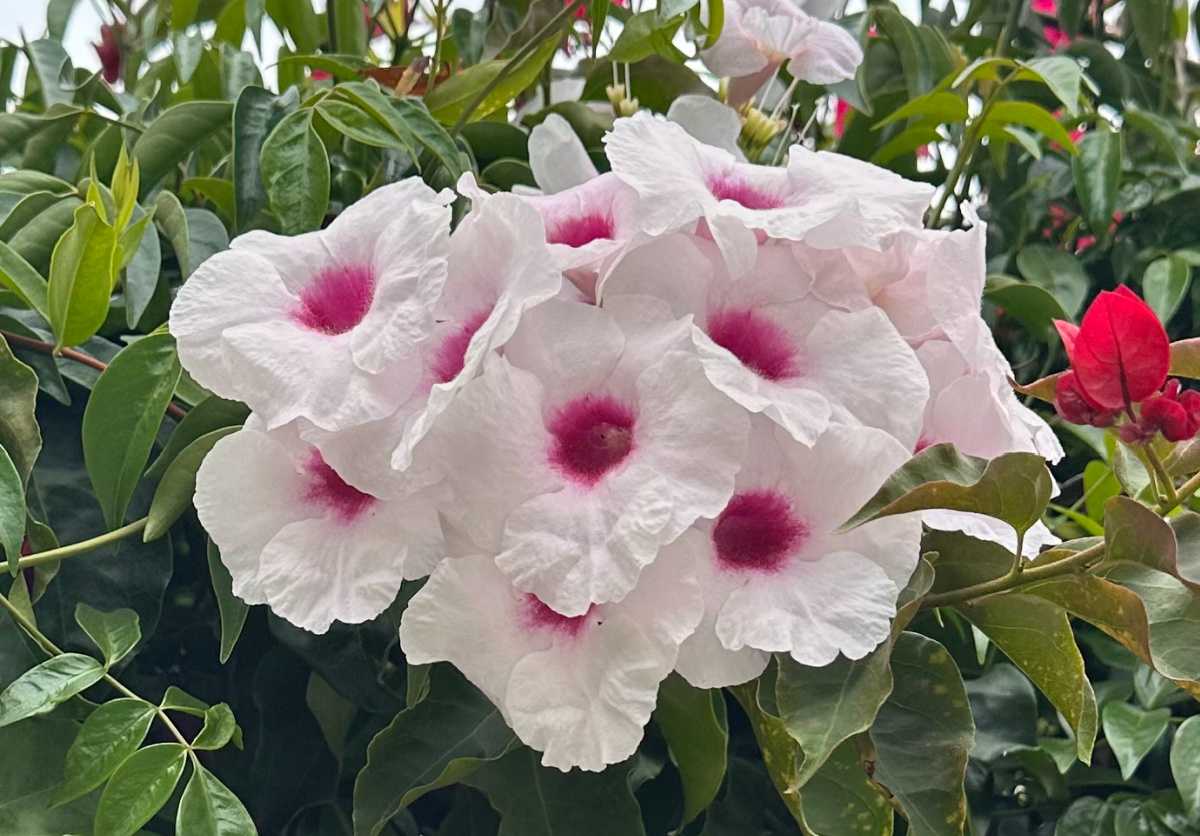A close up shot of a bower vine (Pandorea jasminoides) where you can see a cluster of the white flowers with pink centers, and a few leaves surrounding it.