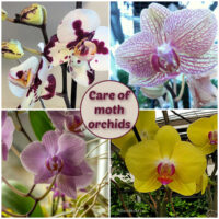 Four types of Phalaenopsis orchids in different colors in a collage. Pink text box reads care of moth orchids.