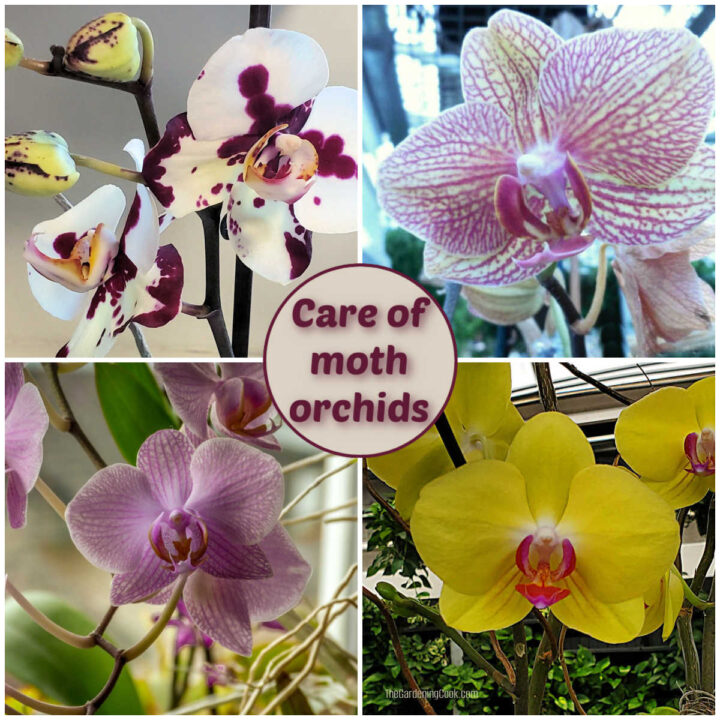Four types of Phalaenopsis orchids in different colors in a collage. Pink text box reads care of moth orchids.