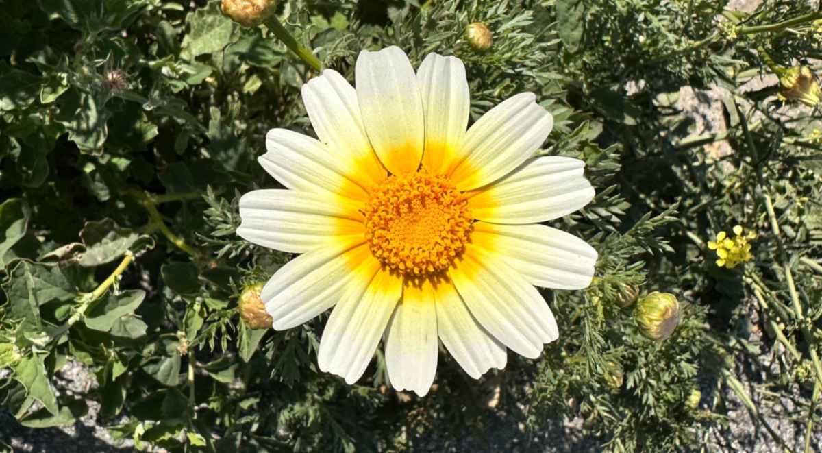 A white flower with a yellow center, and yellow ring around the center, called a crown daisy (Glebionis coronaria).