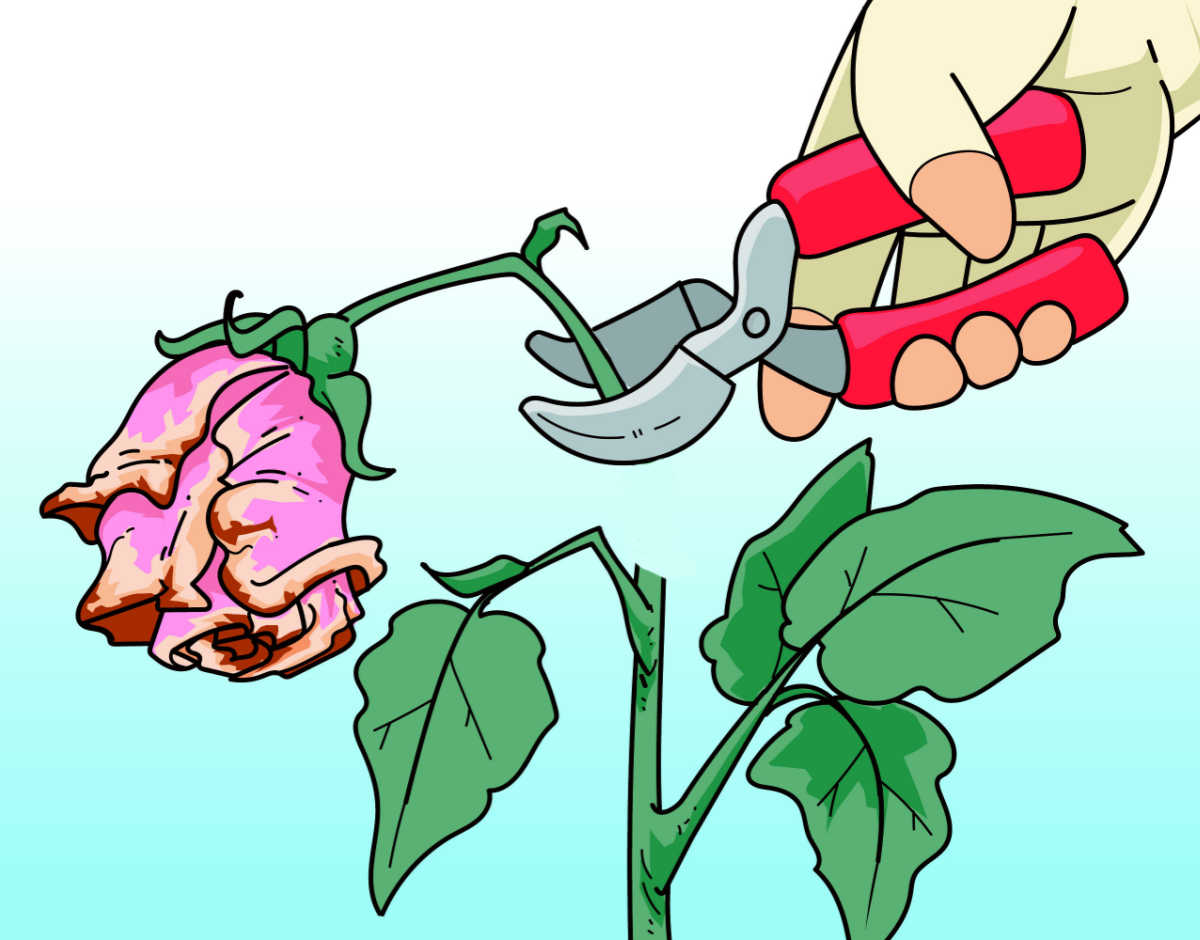 A graphic showing a hand with pruners deadheading a rose flower.