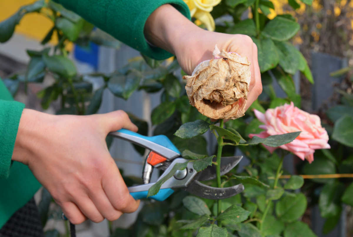 A woman with garden shears deadheading flowers on a rose bush.
