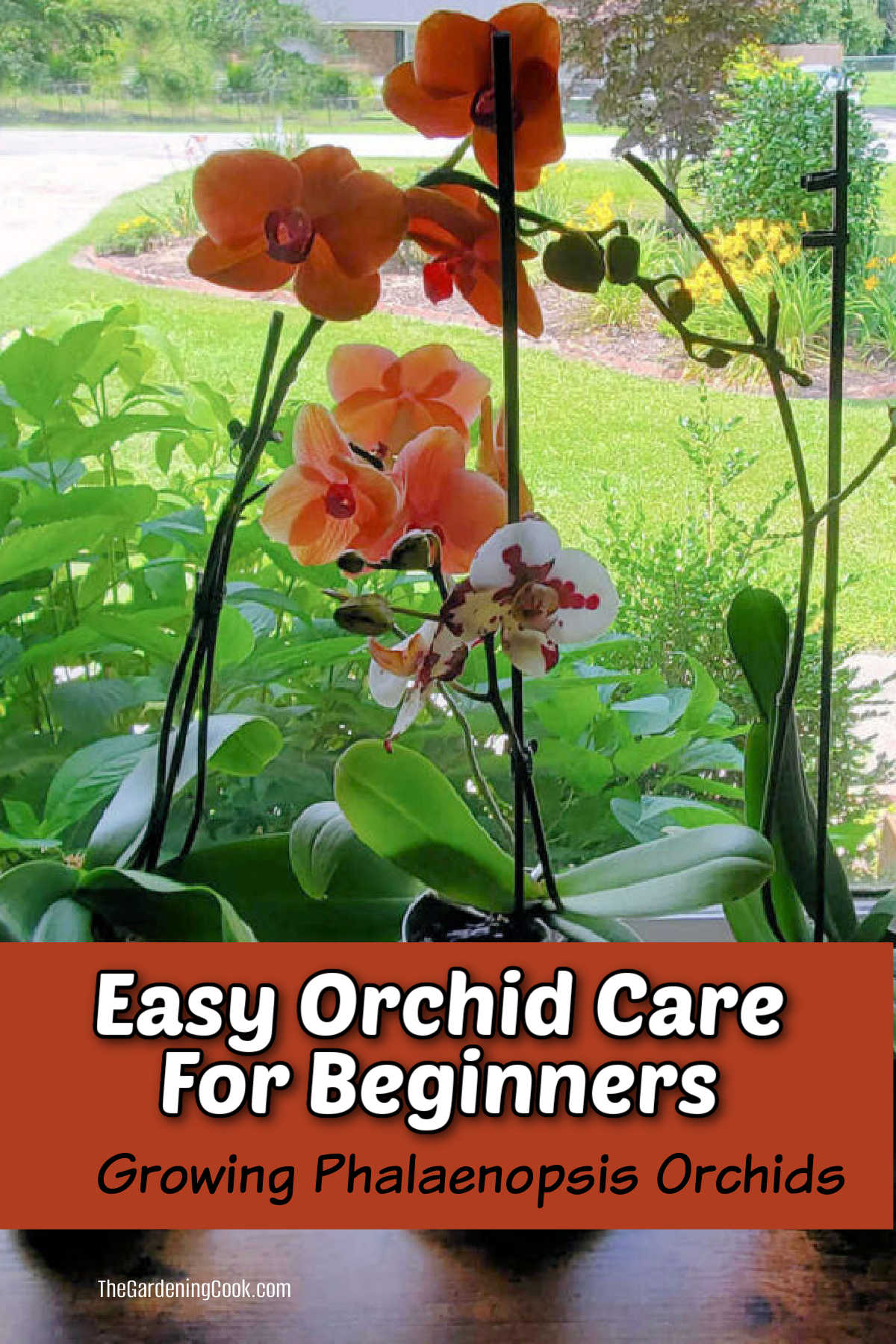 Easy Orchid Care for Beginners | Growing Phalaenopsis Orchids A Phalaenopsis orchid in a sunny window with text reading Easy Orchid Care for Beginners.