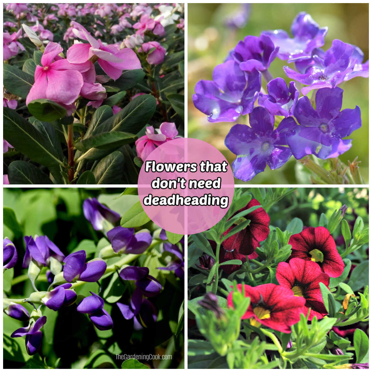 Vinca, browallia, baptisia and calabrachoa flowers in a collage with pink text circle reading flowers that don't need to be deadheaded.