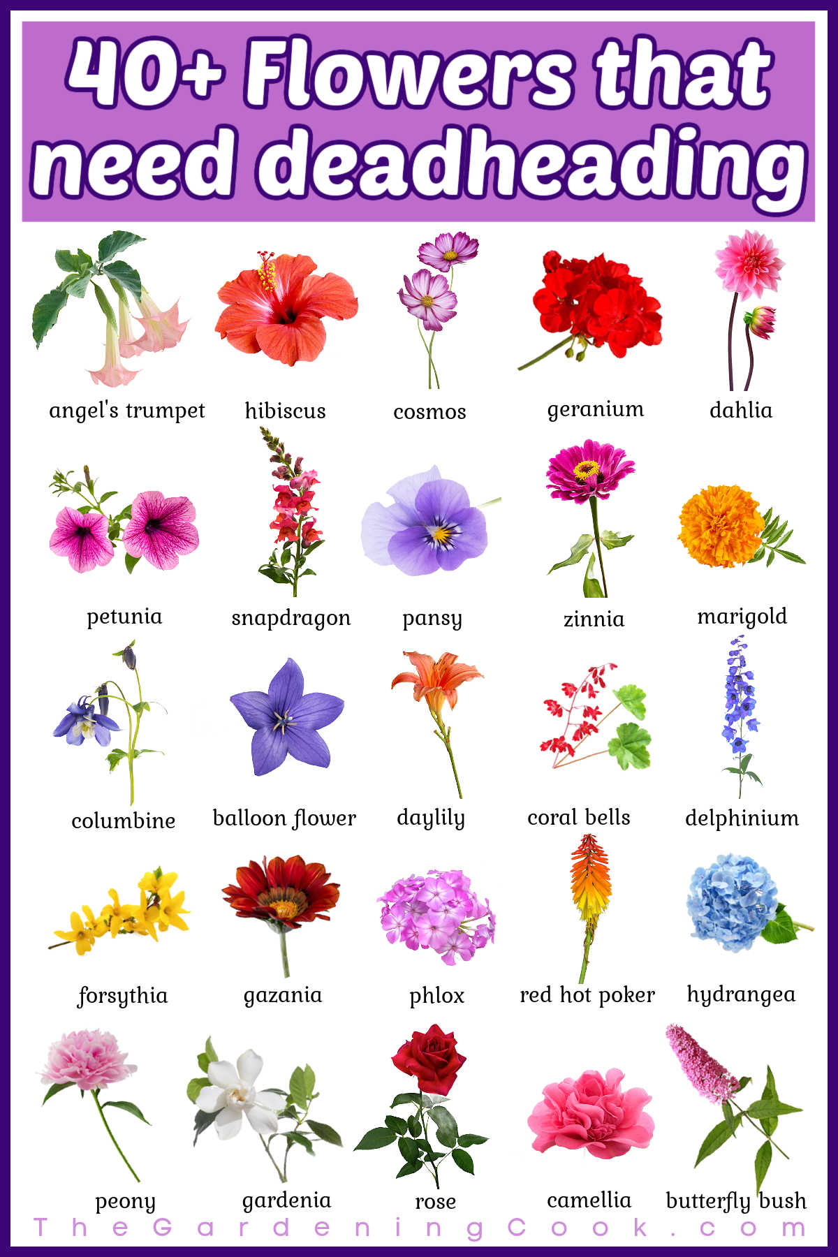 A gardening printable graphic with pictures and of pretty flowers. Purple text box reads 40+ Flowers that need deadheading.