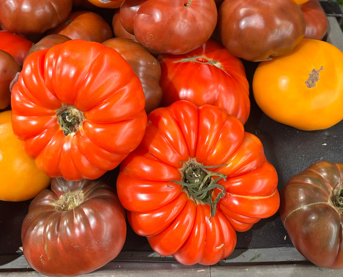 A pile of heirloom tomatoes of different colors and sized.