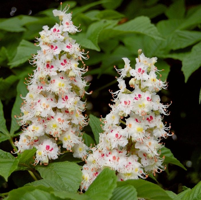 A close up shot of horse chestnut (Aesculus hippocastanum) flowers. The photo is cropped close in on this tree with white flowers, so you can only see two of the flower panicles and a handful of leaves.