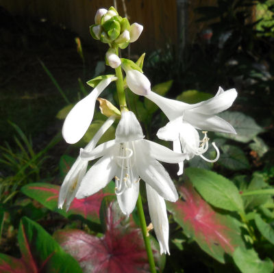 A close up shot of Plantain Lily (Hosta ssp.) flowers, with a couple of pink and green variegated hosta leaves barely visible in the background.