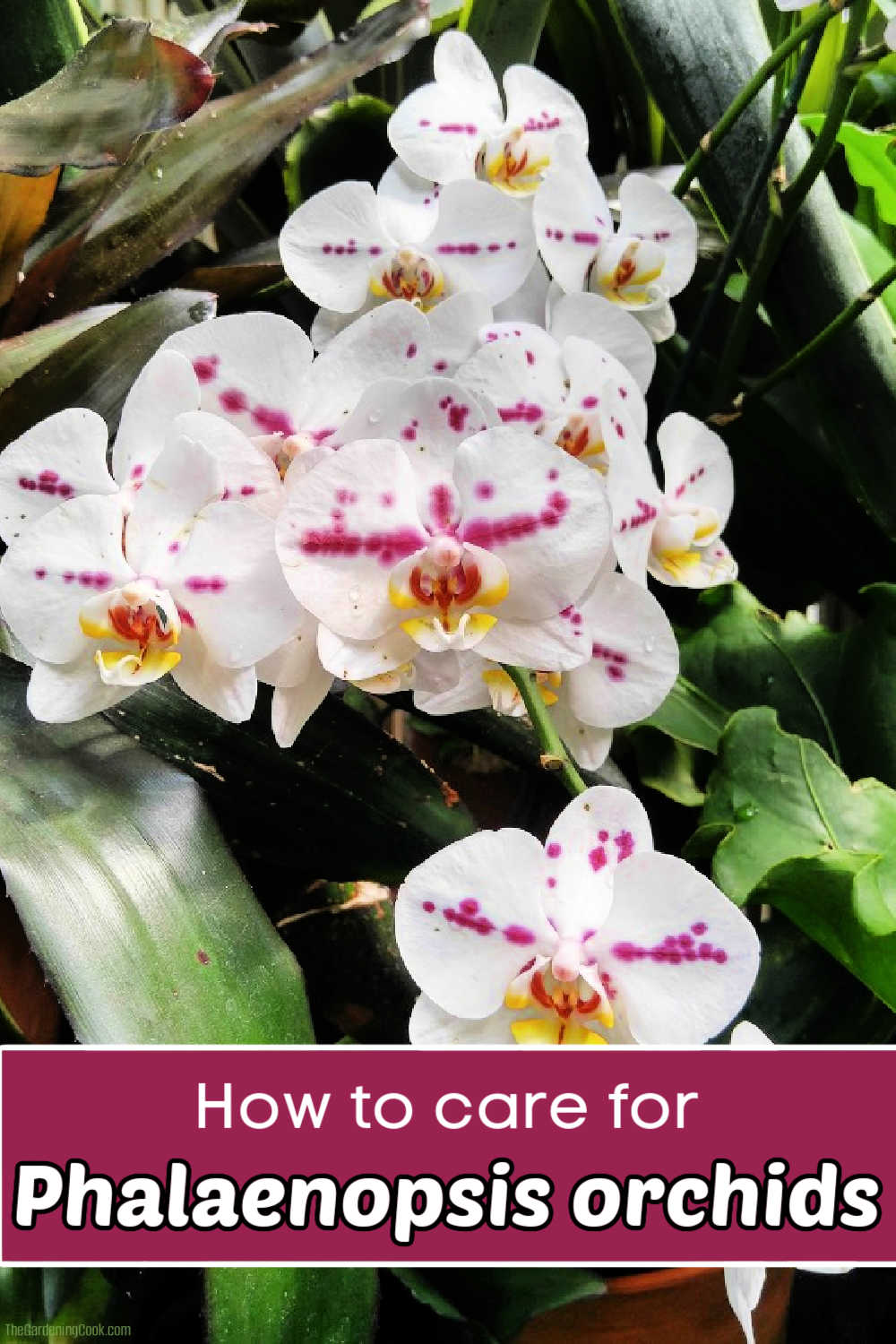 A purple and white moth orchid in full bloom. A dark pink text box reads How to care for Phalaenopsis orchids.