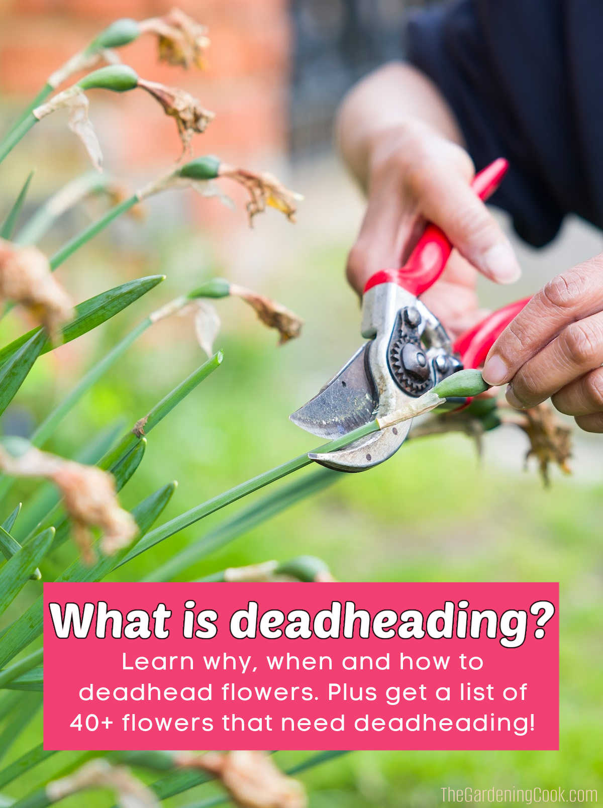 A picture of a woman with pruning shears, cutting off the dead flowers of daffodils. Pink text box reads What is deadheading? Learn why, when and how to deadhead flowers. Plus get a list of 40+ flowers that need deadheading!