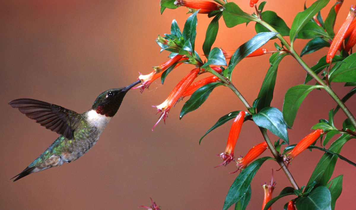 A hummingbird drinking nectar from the flowers of a candy corn plant.