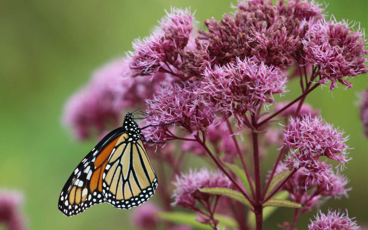 A monarch butterfly drinking the nectar from Joe Pye weed flowers.