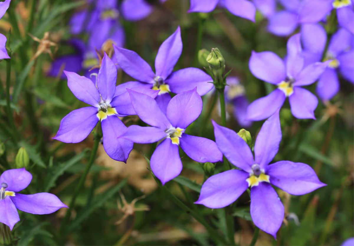A close up of the blue star-shaped flowers of laurentia.
