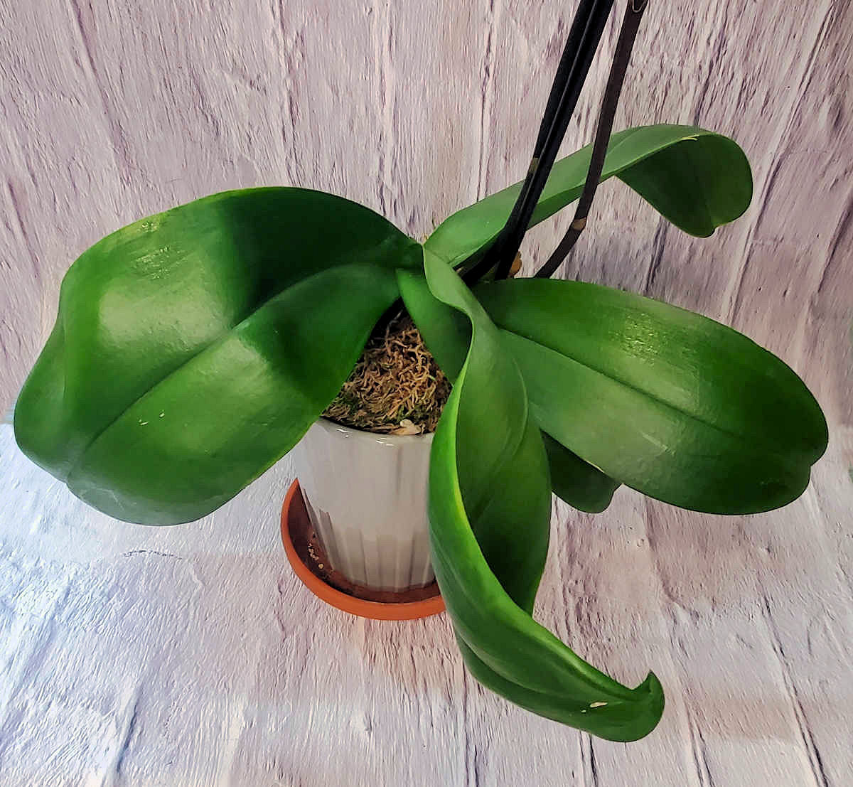 Plump green leaves of a Phalaenopsis orchid plant.