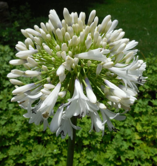A white Lily of the Nile (Apaganthus orientalis) flower head, with foliage in the background.