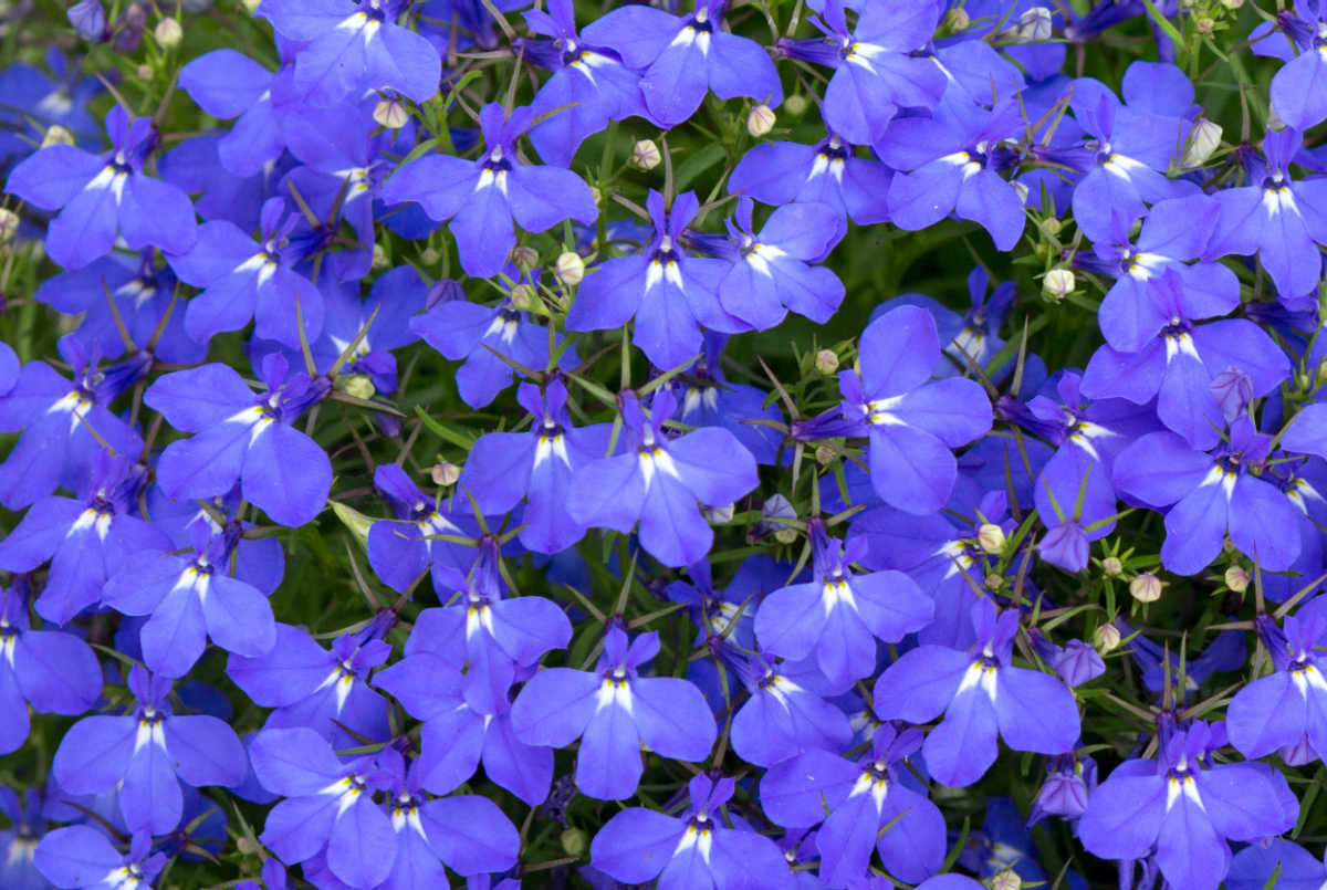 A close up of the self-cleaning flowers of lobelia siphilitica.