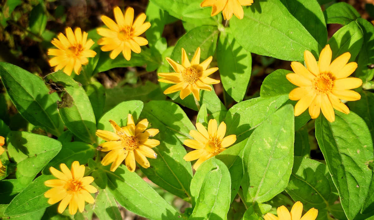 Yellow flowers of melampodium, also known as butter daisy.